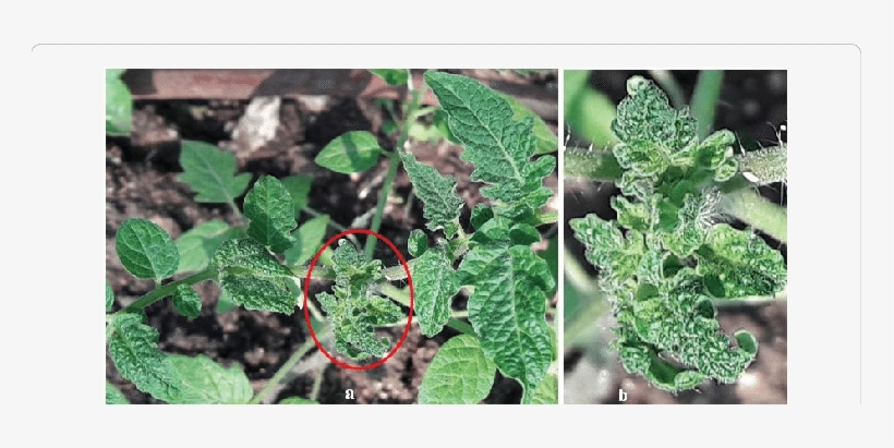Naturally Infected Solanum Lycopersicum Plants Exhibiting - Begomovirus, transparent png download