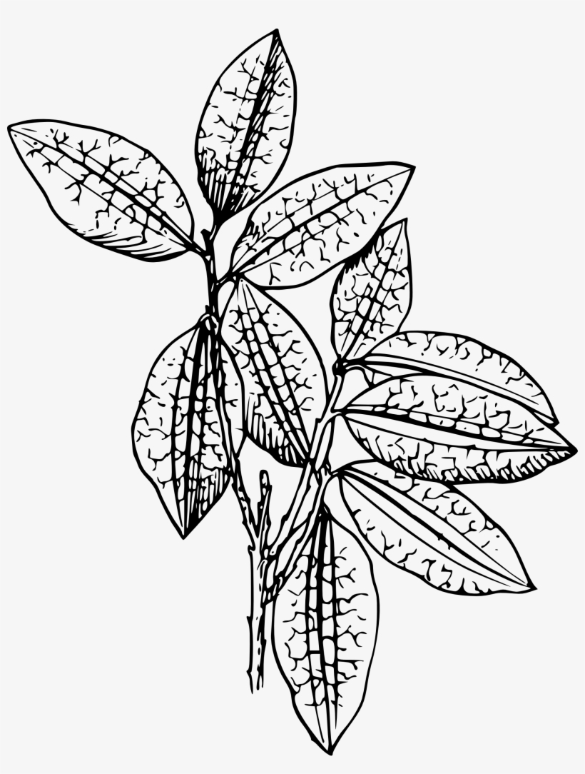 Images For > Tomato Plant Clip Art - Plant Clip Art, transparent png download