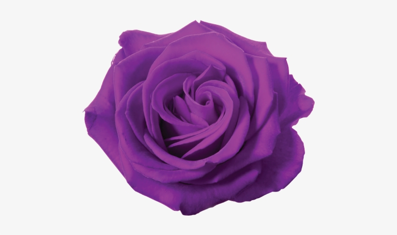 Arthouse Austin Rose Wallpaper - Red In Red Size Per, transparent png download