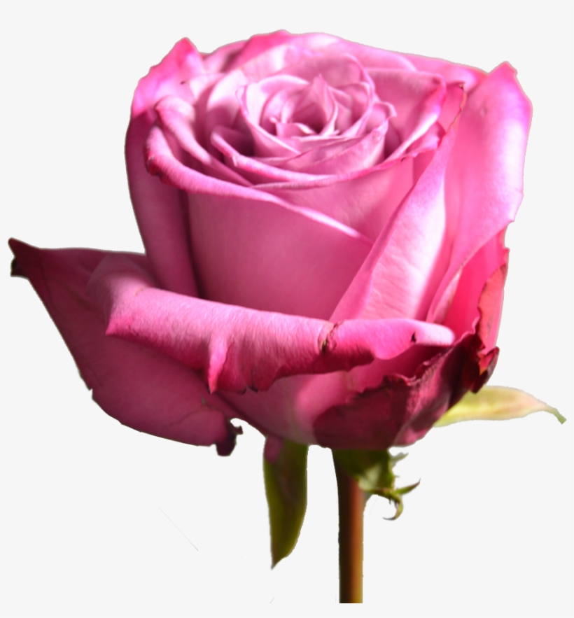 Moody Blues - Rose, transparent png download