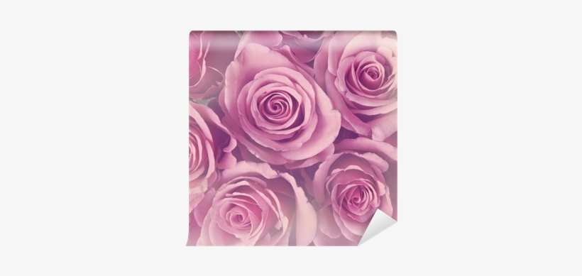 Roze Rozen, transparent png download