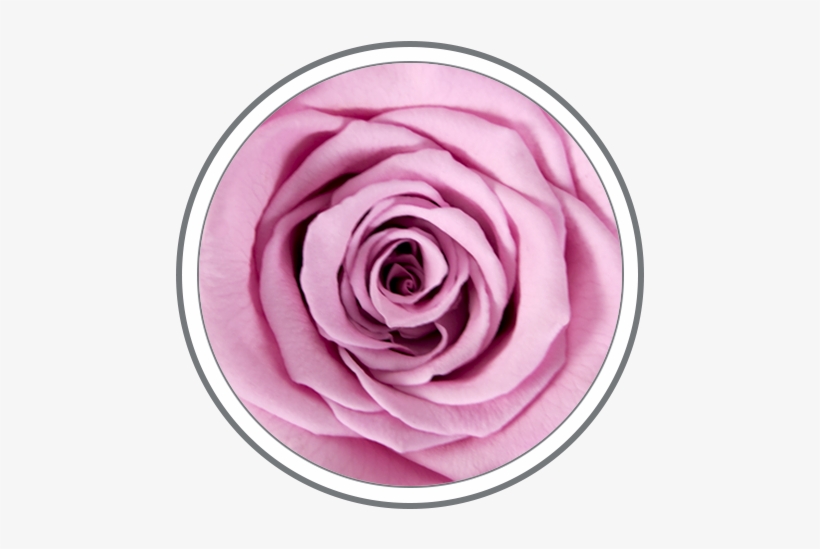 Custom Colors Are Available Upon Special Request - Garden Roses, transparent png download