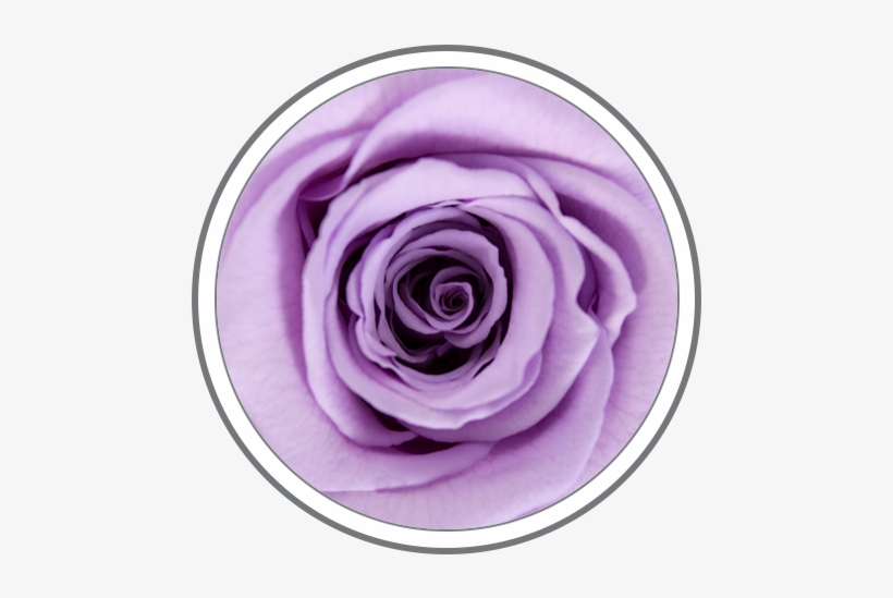 Lavender - Definition, transparent png download