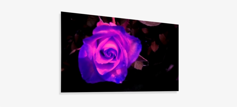 Purple Rose Canvas Print - Printing, transparent png download