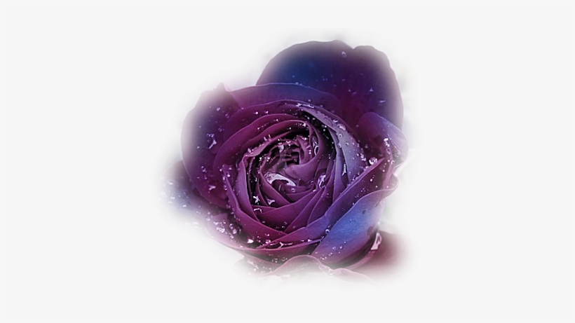 Fl-53 - Rose Mauve, transparent png download