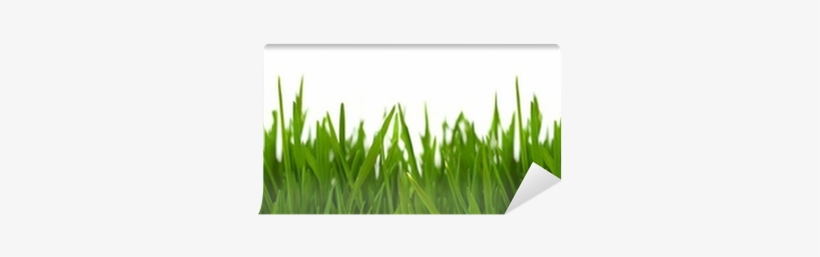 Yard, transparent png download