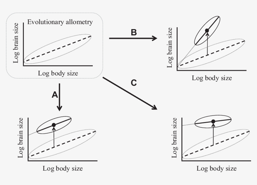 Or Combination Of Both Produce Deviations Of Relative - Static Ontogenetic And Evolutionary Allometry, transparent png download