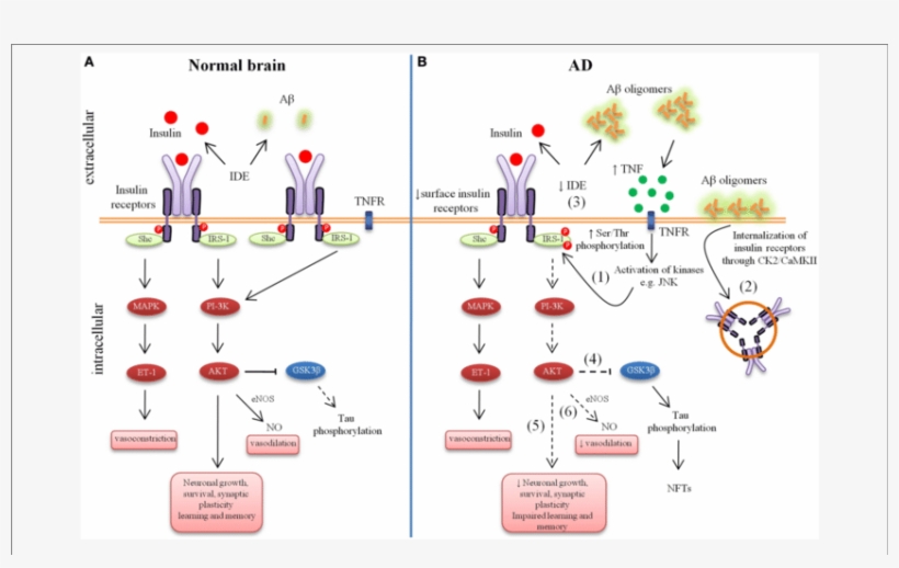 Schematic Outline Of Neuronal Insulin Signaling In - Insulin In Brain Alzheimers, transparent png download