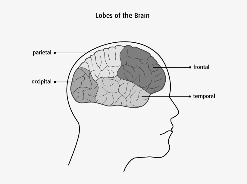 Diagram Of The Lobes Of The Brain - Front Of The Brain Called, transparent png download