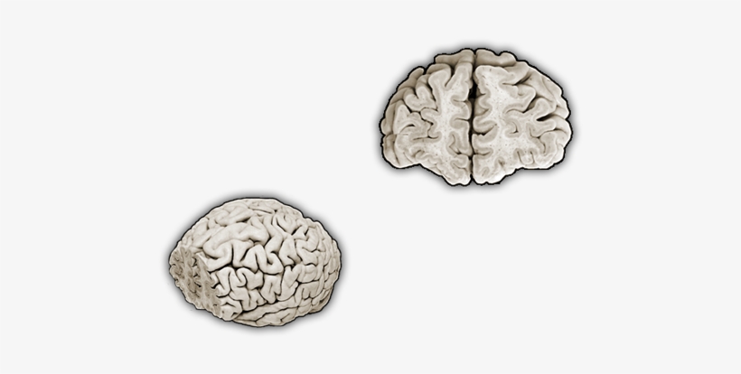 Oak, transparent png download