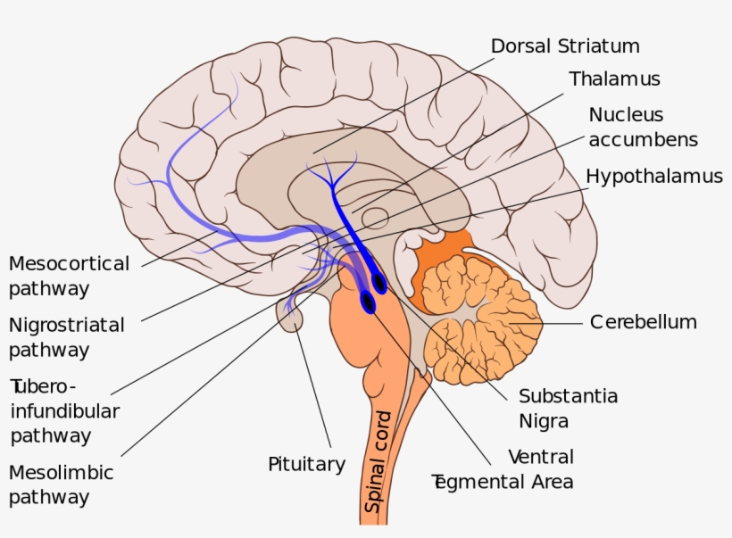 Substantia Nigra Corpus Striatum, transparent png download