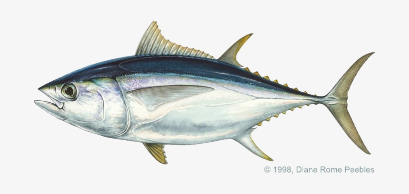 Found In Warm Temperate Waters Of The Atlantic, Pacific - Bigeye Patudo, transparent png download