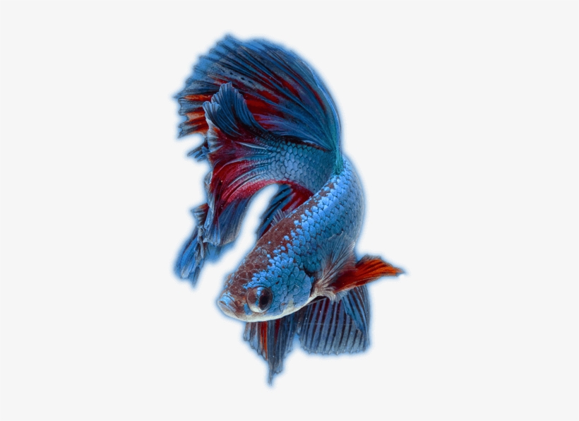 Ocean Therapy Specializes In Aquarium Maintenance, - Aquarium, transparent png download