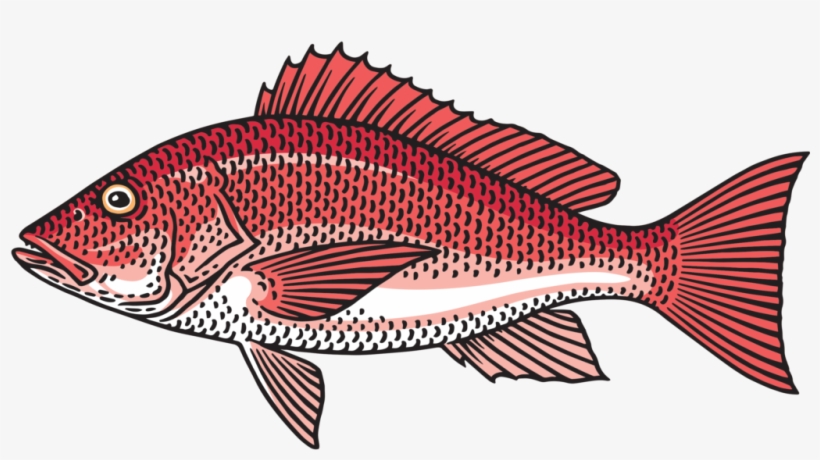 Snapper-1024x540 - Red Snapper Clipart, transparent png download