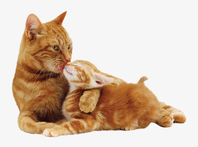 Download Mother Cat Bella And Ginger Foster Mother Lucky Ginger Cat And Kitten Transparent Png 800x566 Free Download On Nicepng