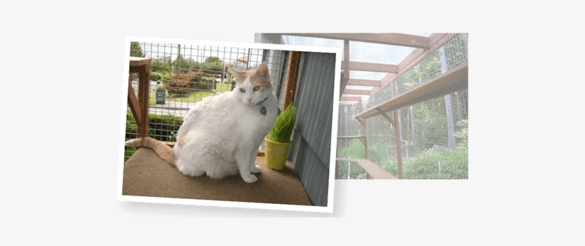 Catiospaces Happy Cats - Catio, transparent png download