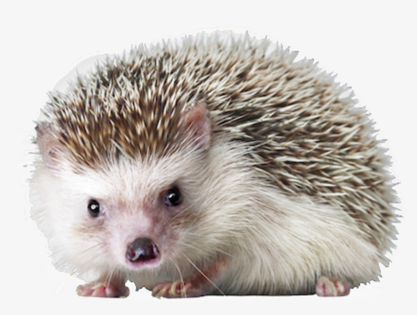 Hedgehog Png Hd - Hedgehog Png, transparent png download