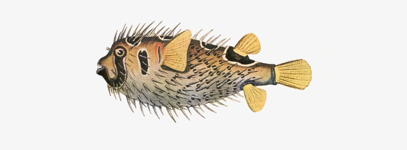Porcupine Fish - Porcupine Fish Png, transparent png download