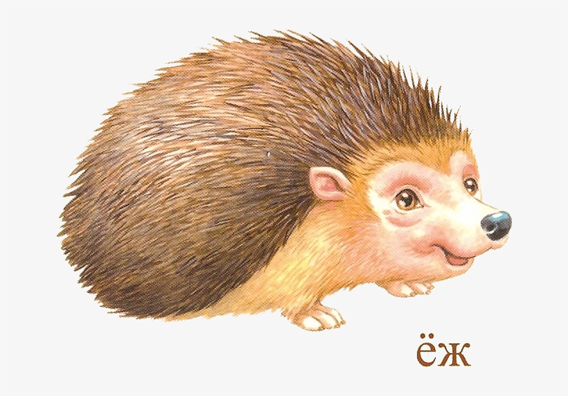 Pin By Valentina On - Hedgehog Png Clipart, transparent png download