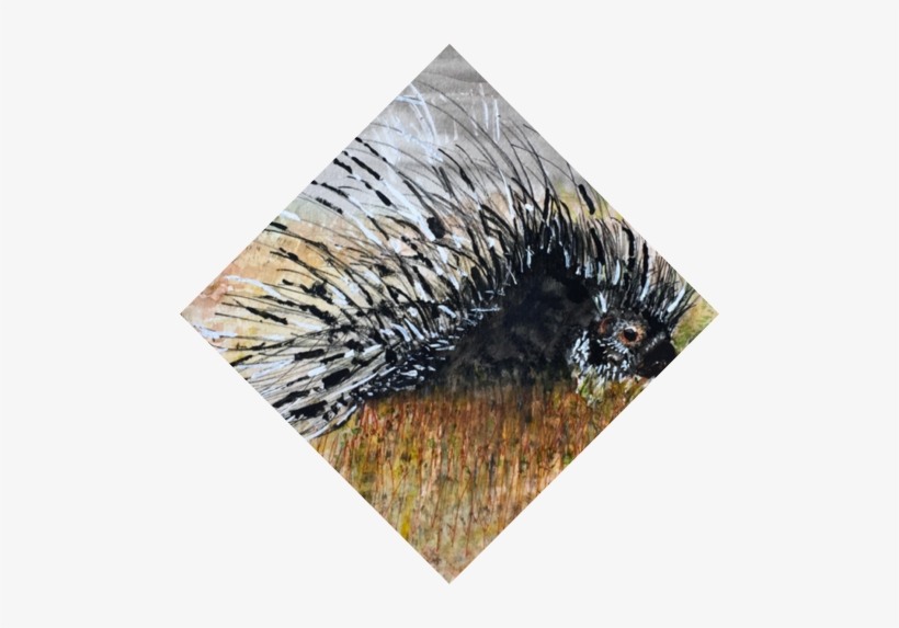 Porcupine - Grass, transparent png download