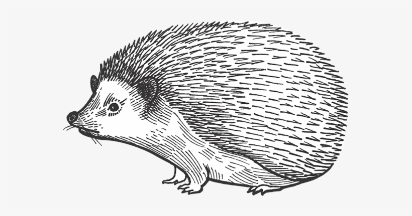 Barn Dei Mona Porcupine - Hedgehog, transparent png download