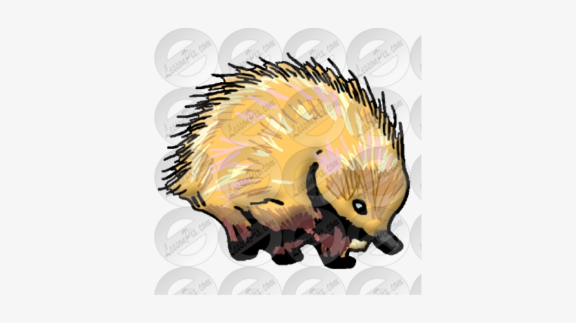 Porcupine Clipart Echidna - Echidna, transparent png download