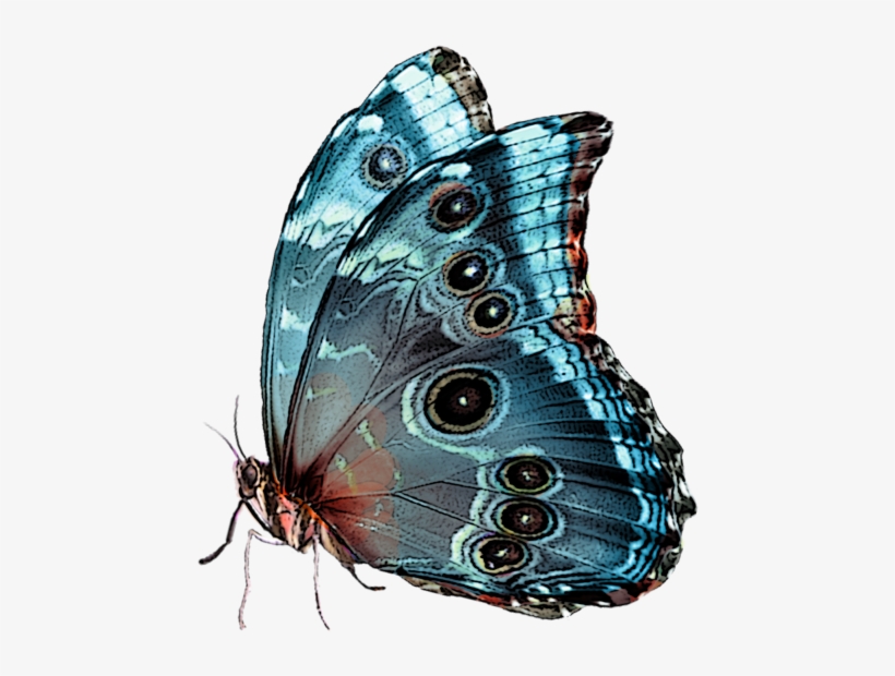 Papillons - Page - Lepidoptera, transparent png download