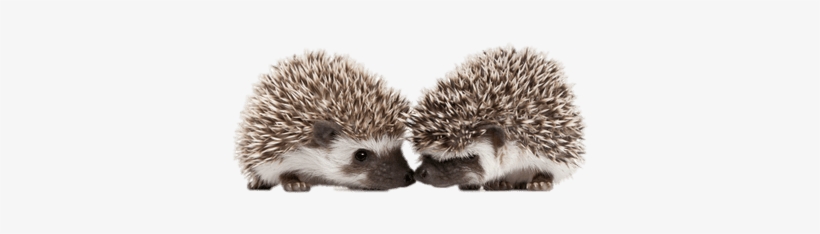 Hedgehogs Touching Snouts - Hedgehog Baby Png, transparent png download