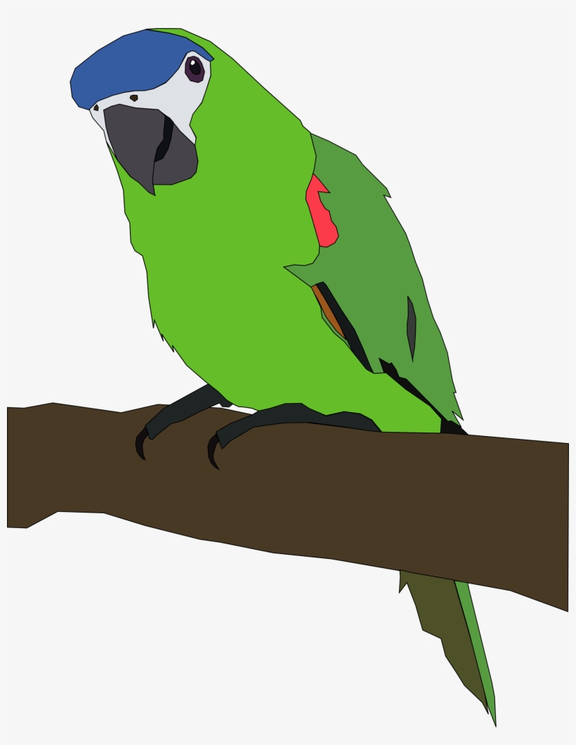 Free Parrot Psd Files, Vectors & Graphics - Starts With Letter B, transparent png download