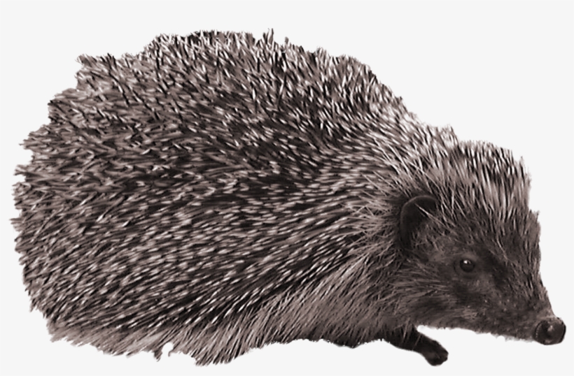 Hedgehog, transparent png download