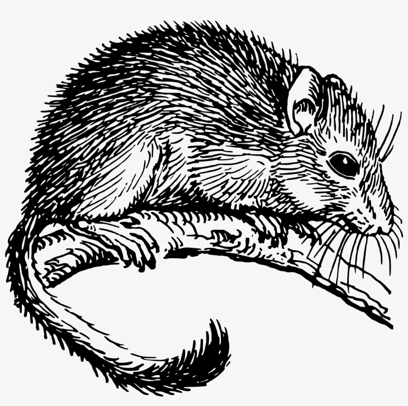 Big Image - Dormouse Drawing, transparent png download