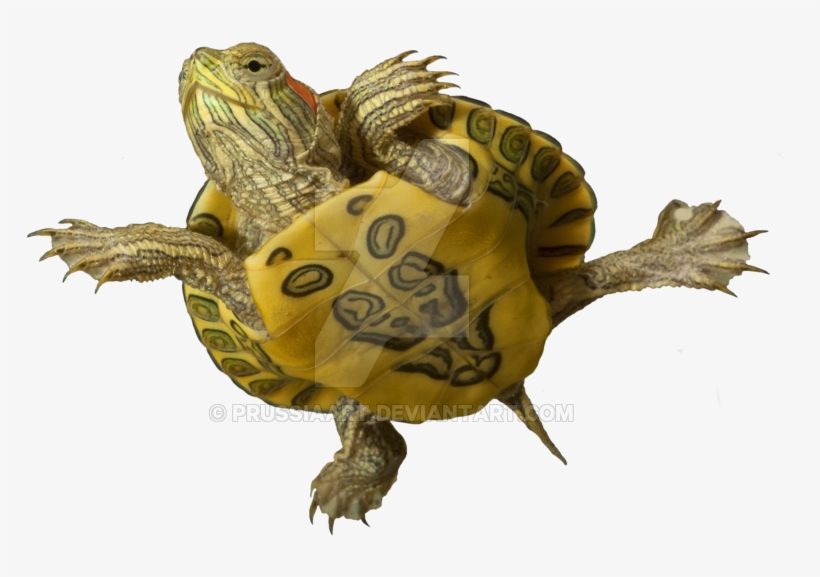 api turtle sludge destroyer