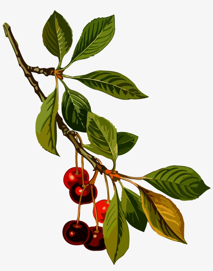 This Free Icons Png Design Of Sour Cherry Tree 2, transparent png download