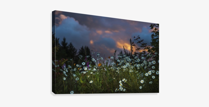 Flowers Compliment A Sunset Sky - Posterazzi Flowers Compliment A Sunset Sky Astoria, transparent png download