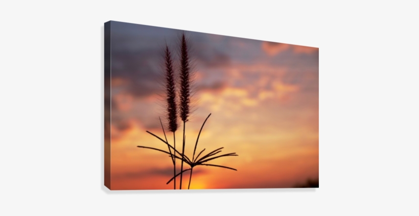 Grass Front Of Sunset Sky Canvas Print - Printing, transparent png download