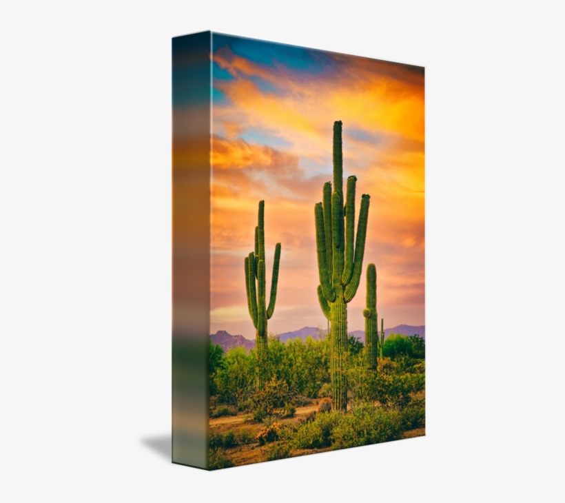 Portrait Scenic View Of The Southwest Sonoran Desert - Gallery-wrapped Canvas Art Print 7 X 10 Entitled Arizona, transparent png download