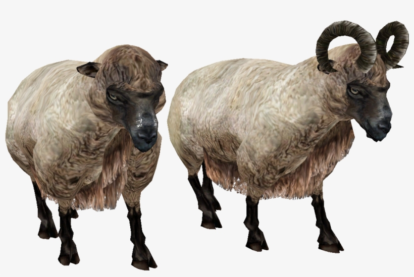Sheeps With Horn - Oblivion Sheep, transparent png download