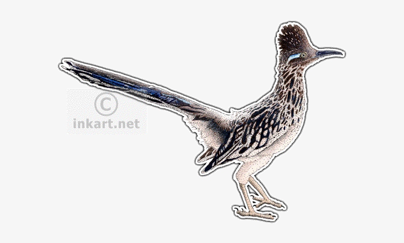 Roadrunner - Roadrunner Greeting Cards (pk Of 10), transparent png download