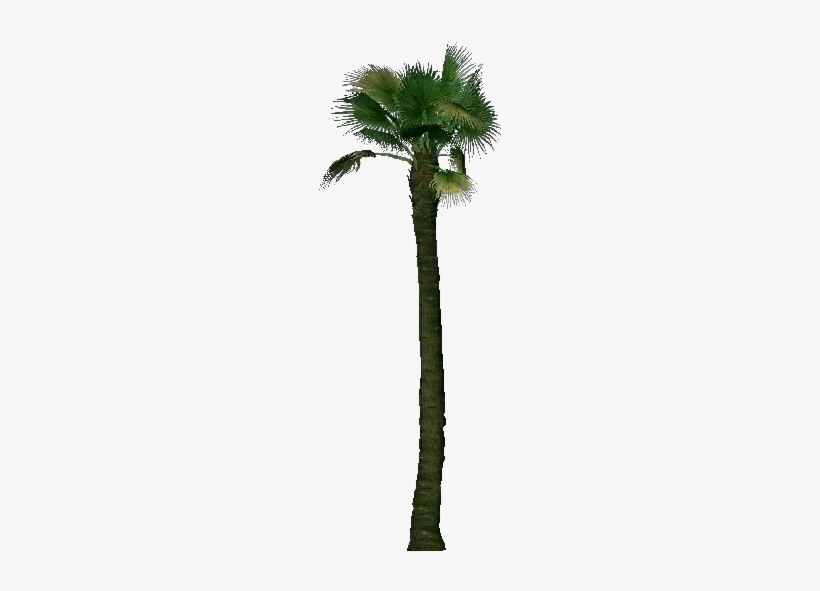 Washingtonia Filifera - Palm Tree Bim Png, transparent png download