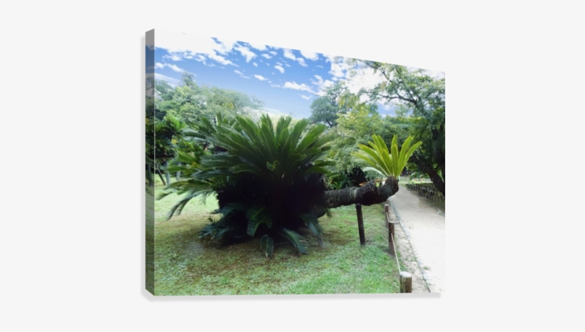 Funny Tree Canvas Print - Desert Palm, transparent png download