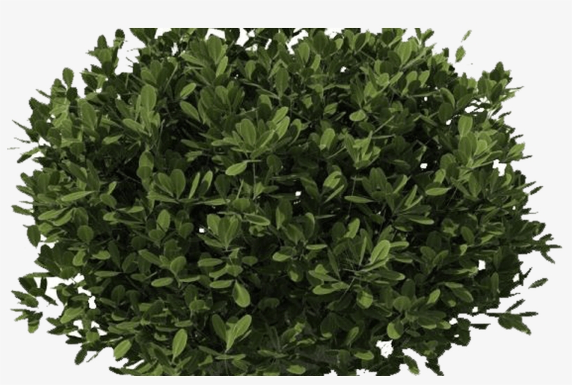 Download Bushes Png Image Hq Png Image Freepngimg - Bushes Png, transparent png download