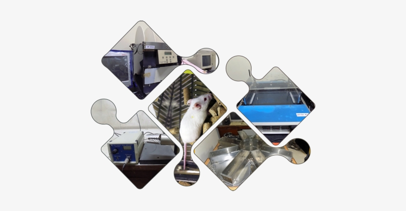 Animal House, transparent png download