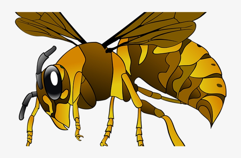C Mo Espantar Las Abejas Con Un - Hornet Svg, transparent png download