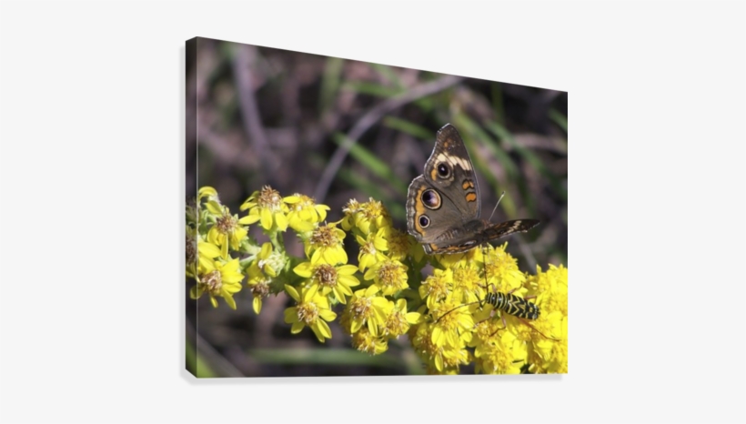 Buckey And Yellow Jacket Canvas Print - Yellowjacket, transparent png download