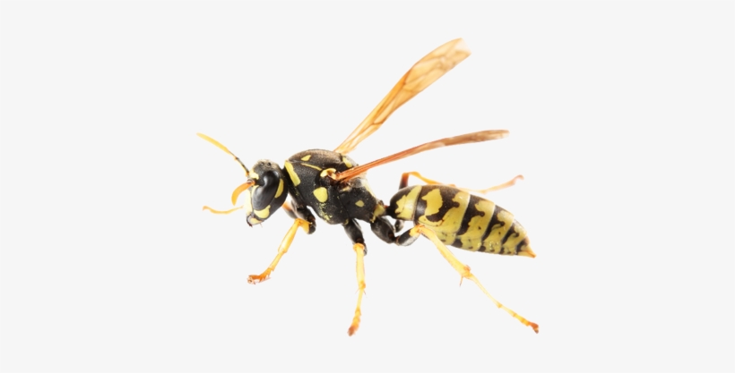 Pretty Pictures Of A Yellow Jacket Yellow Jackets Hornets - Paper Wasps By Pool, transparent png download