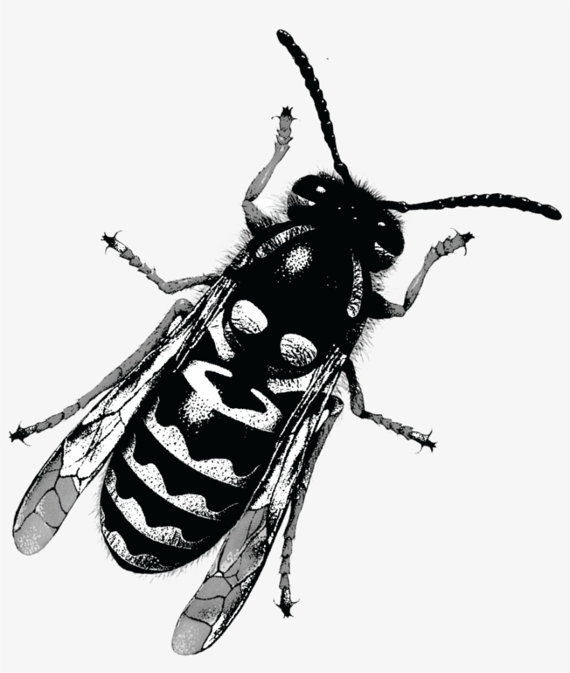Yellow Jacket Was Conceptualized After A Tragic Robbery - Beetle, transparent png download