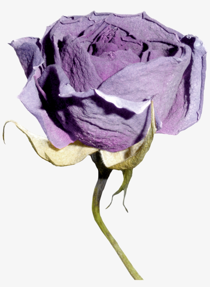 0 1f174d 6d53f16 Orig - Garden Roses, transparent png download