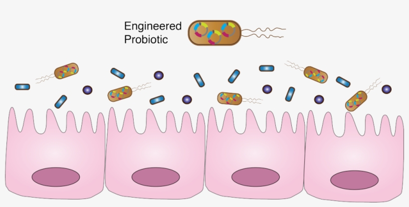 Engineered Probiotics As Living Medicine - Probiotic Synthetic Biology, transparent png download