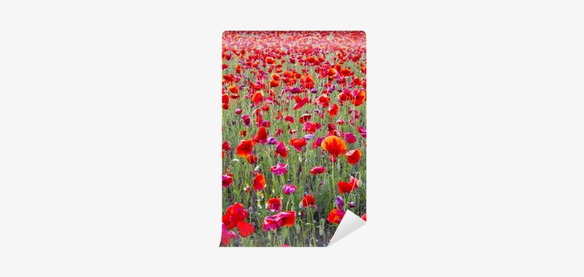 Beautiful Bright Red Poppy Flowers Field In Spring - Spring, transparent png download