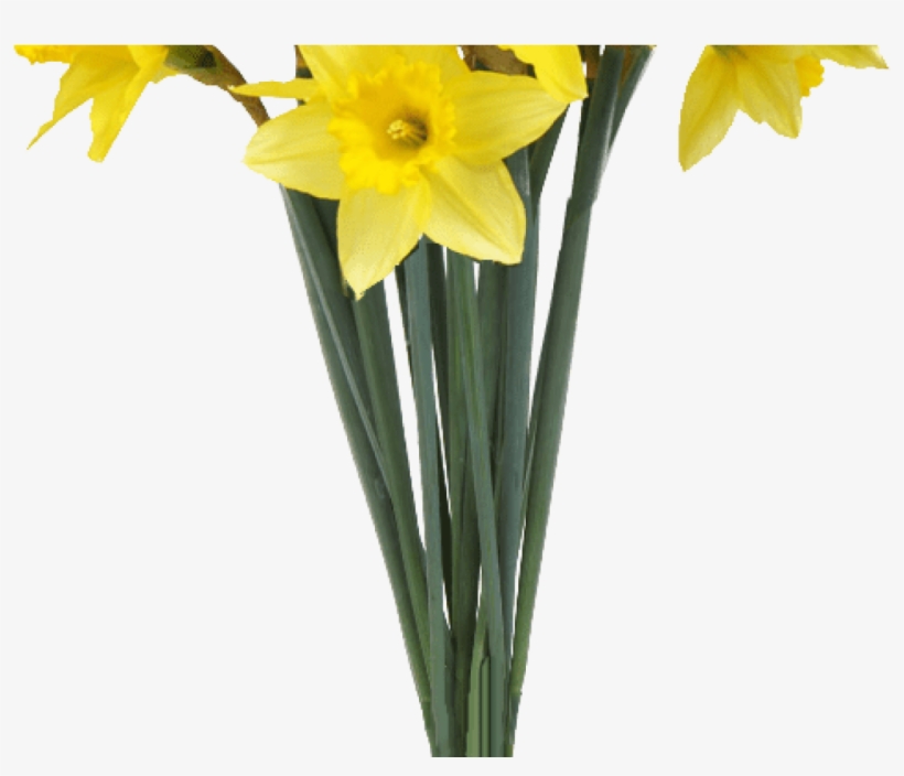 Spring Daffodils Transparent Background Flower Image - Transparent Background Flowers Png, transparent png download